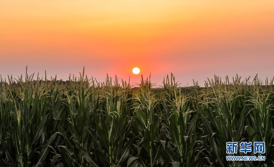 这是2020年7月23日拍摄的吉林省梨树县国家百万亩绿色食品原料(玉米)标准化生产基地核心示范区。新华社记者 许畅 摄